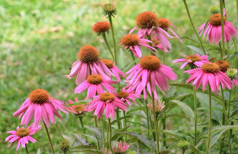 Echinacea purpurea 'Kim's Knee High' (Coneflower)